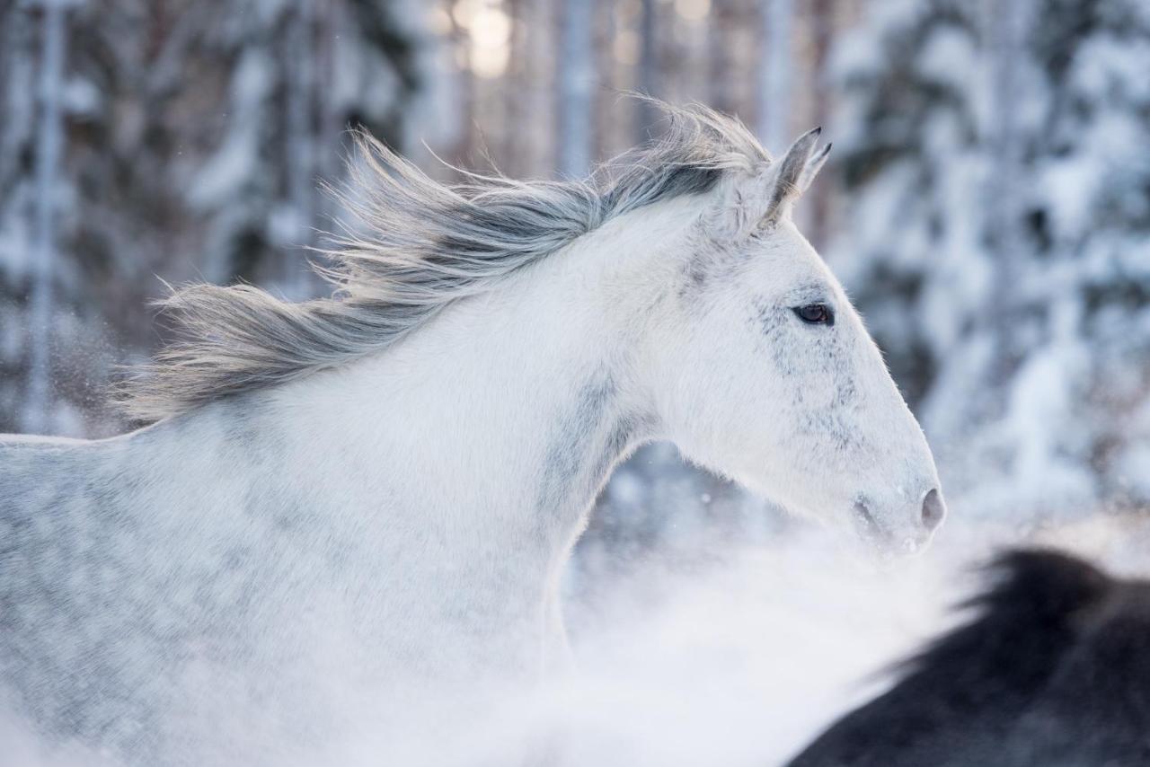 Maatilamatkailu Ilomaeki Seinajoki Bagian luar foto
